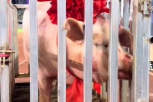 五華縣文體局回應縣超冠軍獎勵一頭豬：寓意財富滿滿