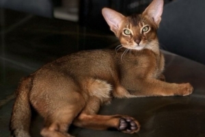 巴舒亞伊的愛(ài)貓出車(chē)禍需手術(shù)，球員社媒發(fā)文尋求另一只貓獻(xiàn)血