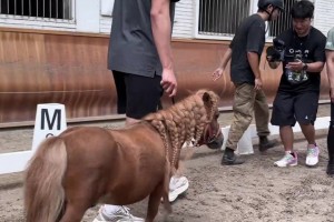 這里對于約基奇來說簡直就是天堂